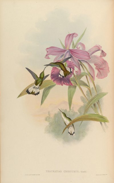 Elvira chionura by John Gould